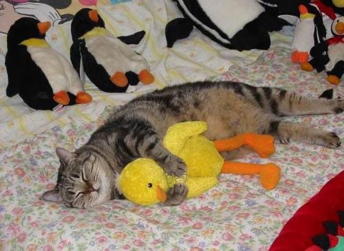 Прикрепленное изображение